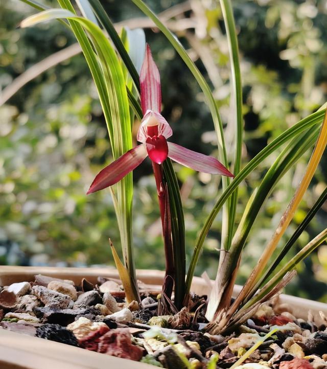 这款兰花是云南的骄傲花瓣水灵香味扑鼻开花自带仙气