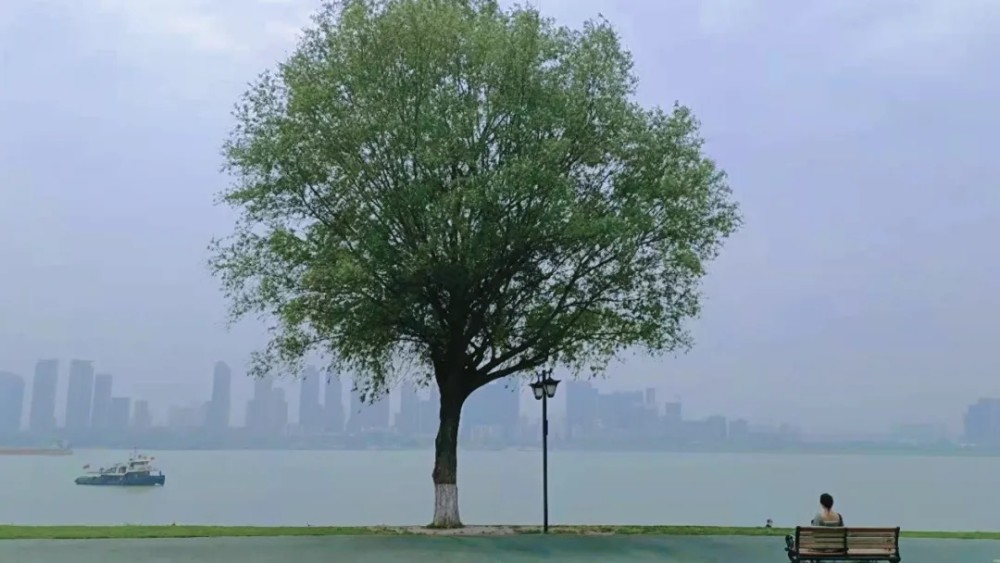 武汉那棵孤独又灿烂的树怎么就爆红了