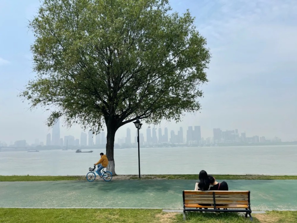 武汉那棵孤独又灿烂的树怎么就爆红了