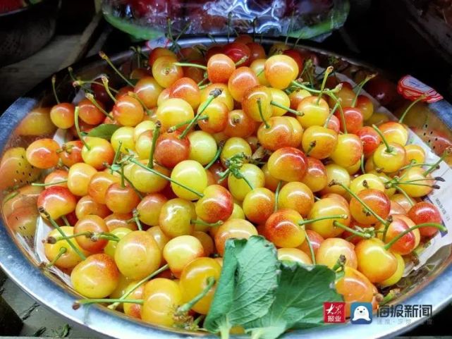 价格公布！最低55元/斤！这种水果青岛上市了！_腾讯新闻