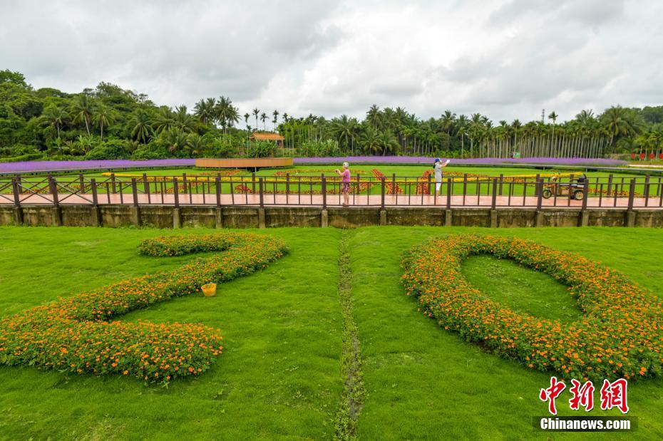 海南博鳌南强村百亩花海盛开迎年会