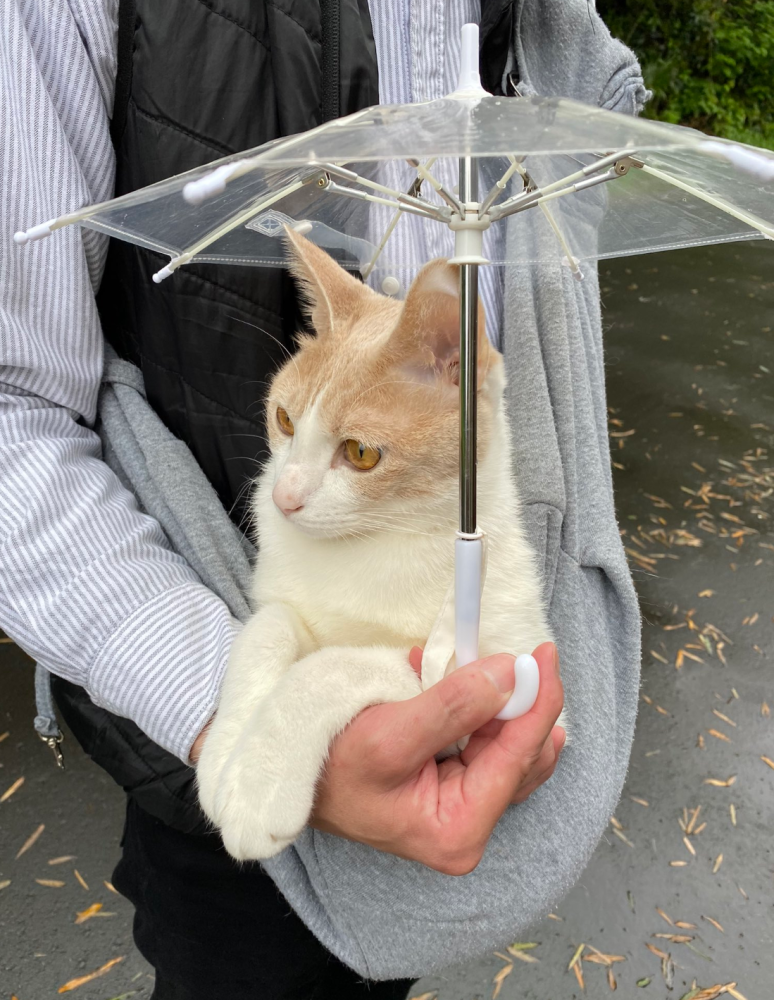 猫咪下雨天都要出门散步,主人给它准备了小雨伞,这样更可爱了