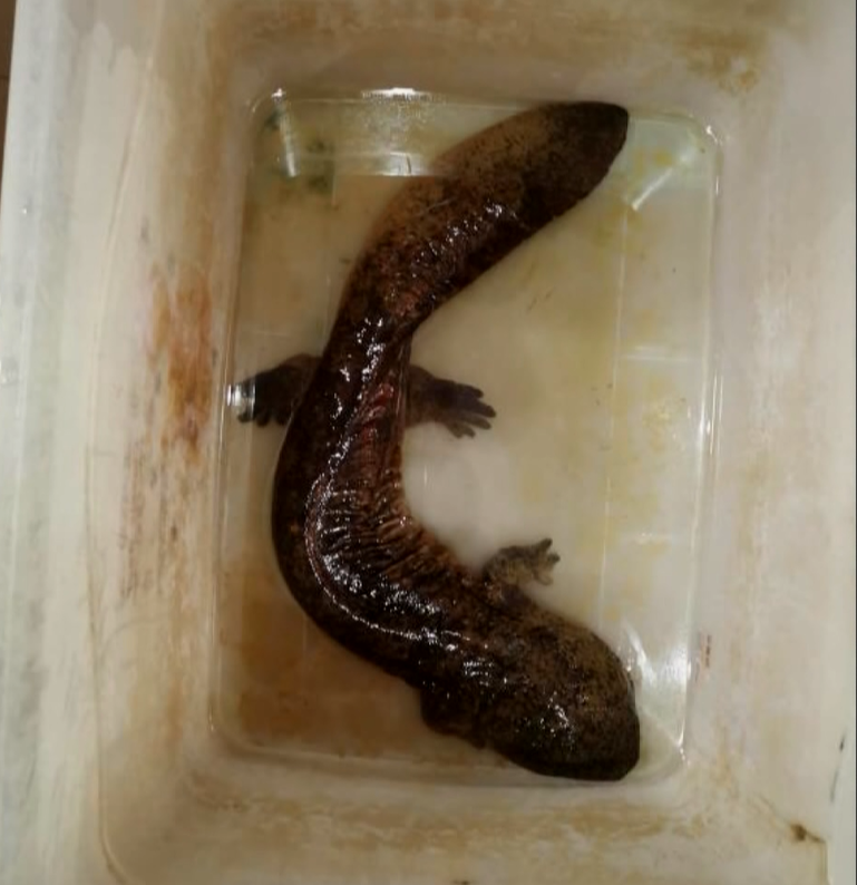 贵州一村民救了一条怪鱼民警一查大有来头