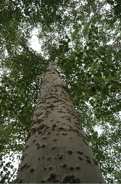 无心插杨20年育材南树北植他说科技问题总有办法