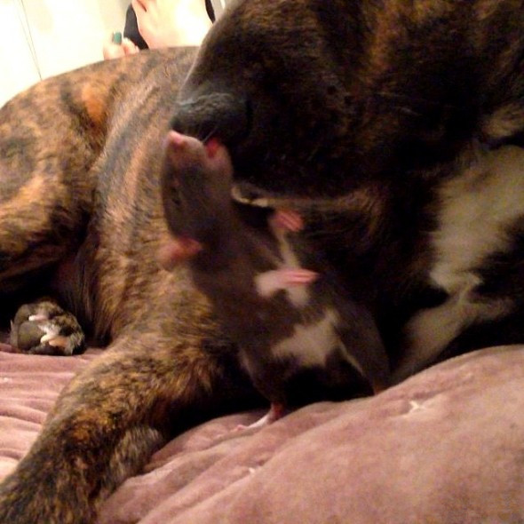 狗和老鼠也会有友谊当然它们还会亲吻呢