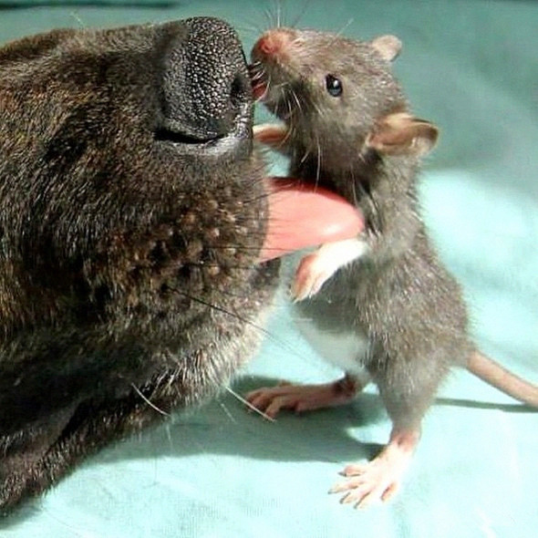狗和老鼠也会有友谊当然它们还会亲吻呢