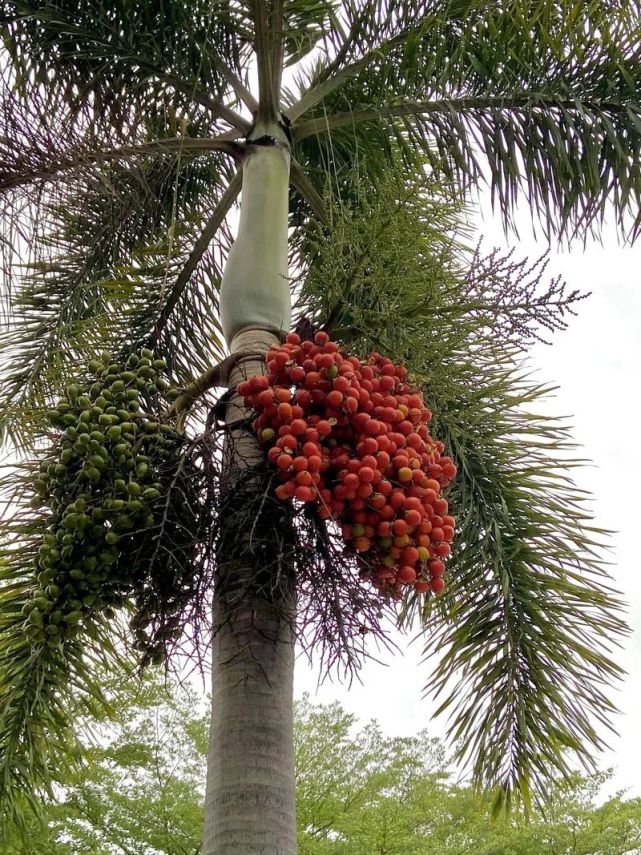 果实枝头上挂满了一串串橘红色发现种有一种疑似"棕榈"的树在市东风三