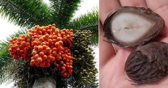 对此,记者咨询市园林部门得知该树种学名为狐尾椰是棕榈科植物中的一