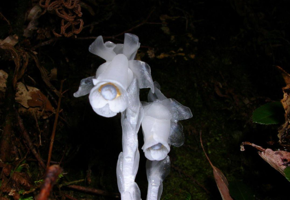 杭州发现罕见幽灵草生长地飘忽不定这是什么奇怪的植物