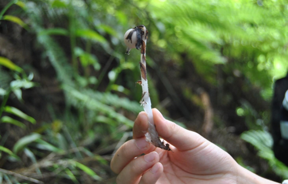 杭州发现罕见幽灵草生长地飘忽不定这是什么奇怪的植物