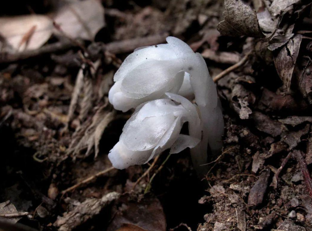 杭州发现罕见幽灵草生长地飘忽不定这是什么奇怪的植物