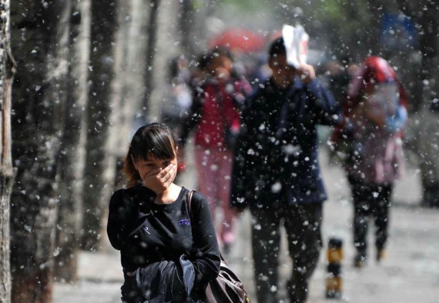 又到飞絮季把杨柳树换掉不好吗算了下确实换不起啊