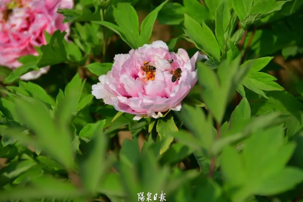 牡丹花开就在阳泉