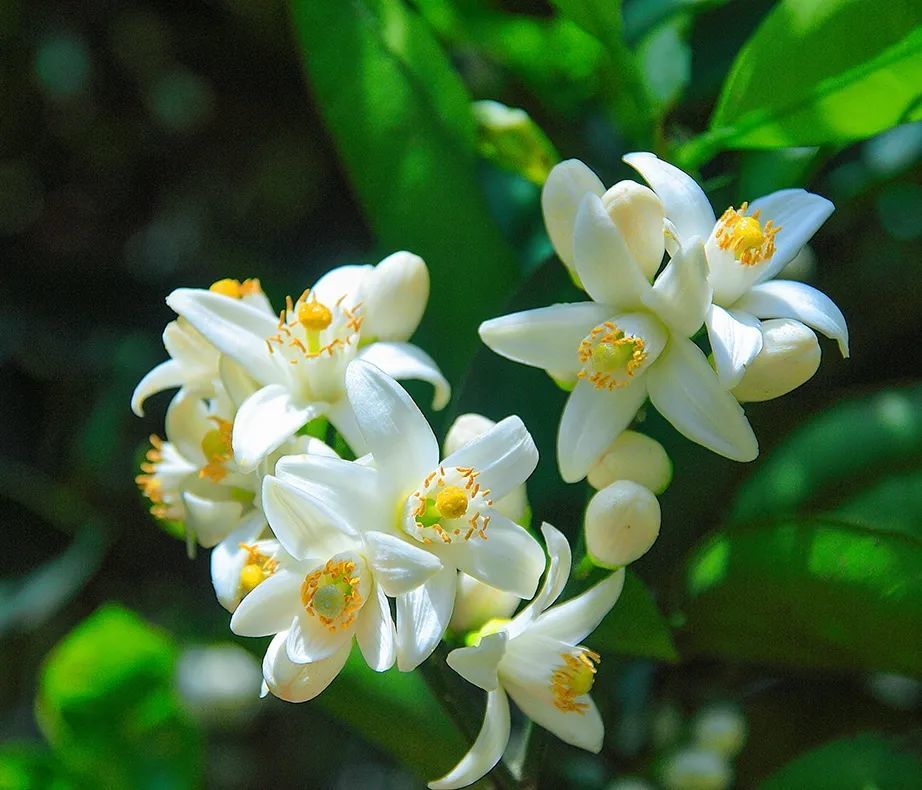 胡柚花开,悠游五月,2021常山youyou音乐节给你一个完美假期～_腾讯