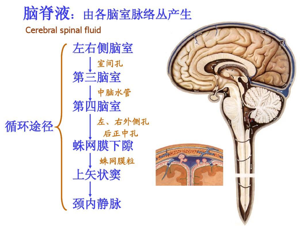 注意长期玩手机导致脑子漏水脑脊液外漏有多严重