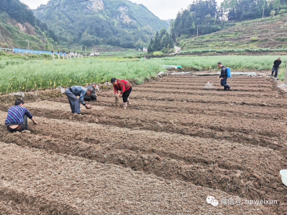 推广特色旱育秧300亩助力乡村振兴