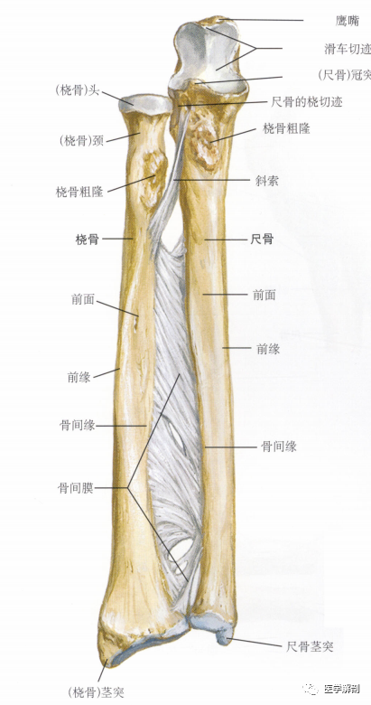 填图题|前臂骨|尺骨|桡骨|前臂