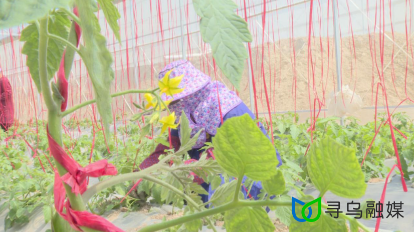 留车镇新村村蔬菜基地负责人陈维中说:"我们种植了500亩的辣椒和水果