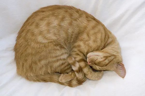 一分钟学堂猫咪睡觉时为什么把身体蜷缩成团