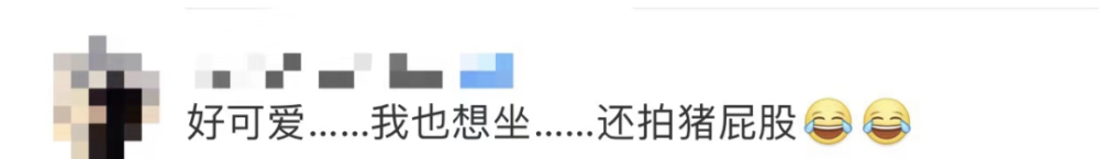 四川一火车上有猪羊成群穿行(图4)