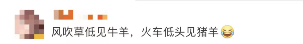 四川一火车上有猪羊成群穿行(图6)