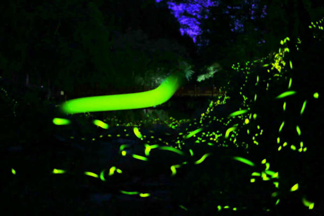 人间四月天邛崃天台山迎来2021第一波萤火虫观赏季