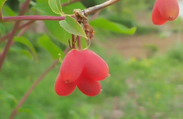 形似爱心的野果钙含量是苹果24倍40元1斤成高钙果4月正成熟