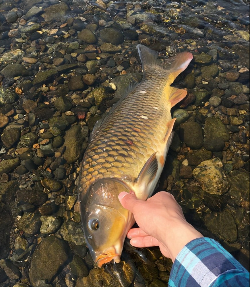 贵阳一水库开闸冲出"鱼王"?当地居民:70斤的鲤鱼,一米多长