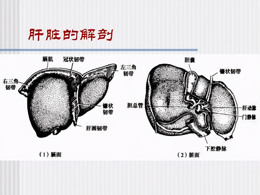 慢性縮窄性心包炎任何年齡均可患病男女患病概率相同預後較好