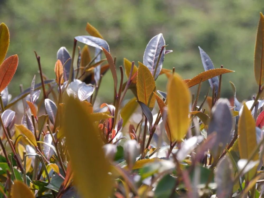 河口高山紫娟茶进入最佳采摘期