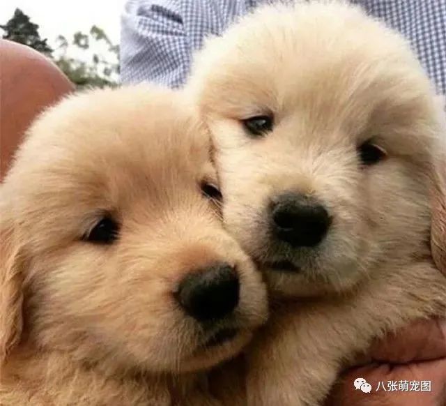 看完这些狗狗在一起的画面,你会被虐的很惨