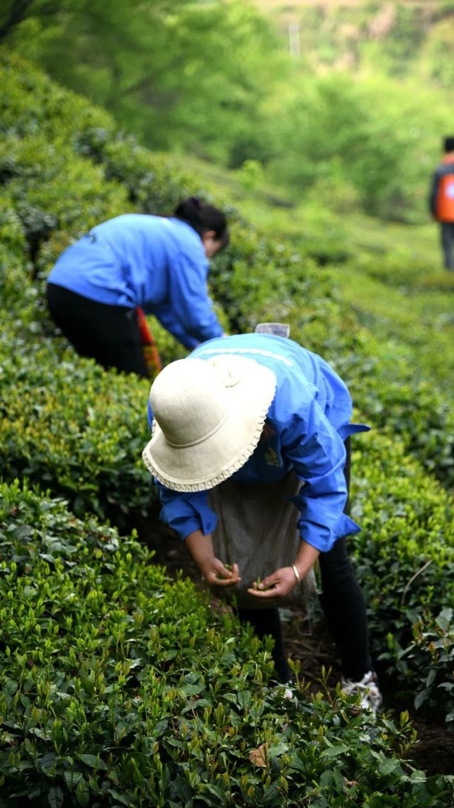四月安徽行6六安瓜片的采摘真的好难