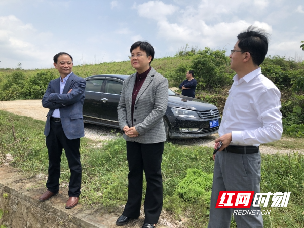 新田唐军深入乡镇调研指导早稻生产和耕地抛荒整治工作