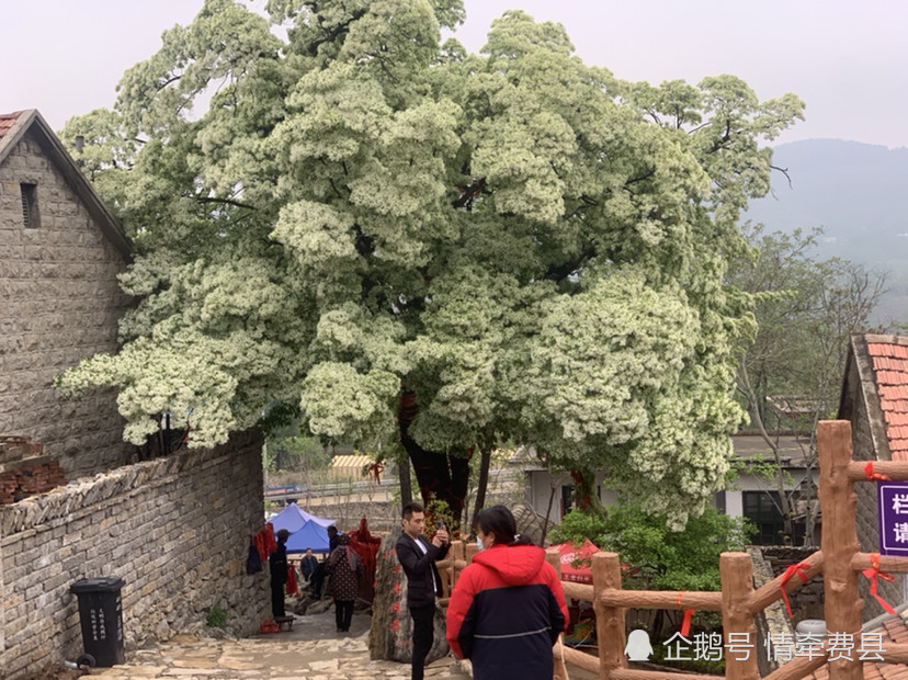 在流苏树的上游拍摄下的流苏树全景,今天(4.