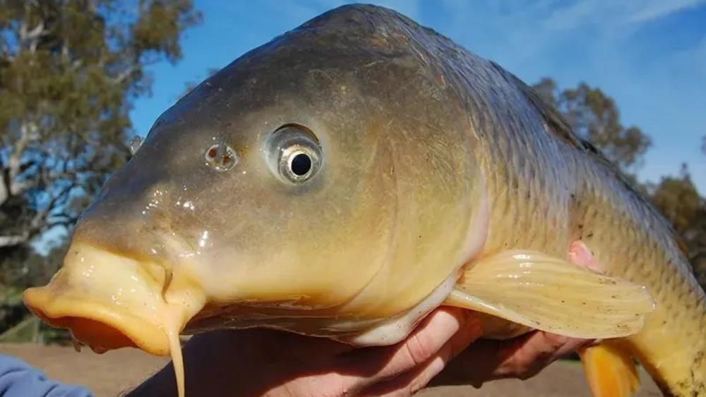 在被中国鲤鱼肆虐的外国河流钓鱼会是啥景象钓友看完直接吓懵