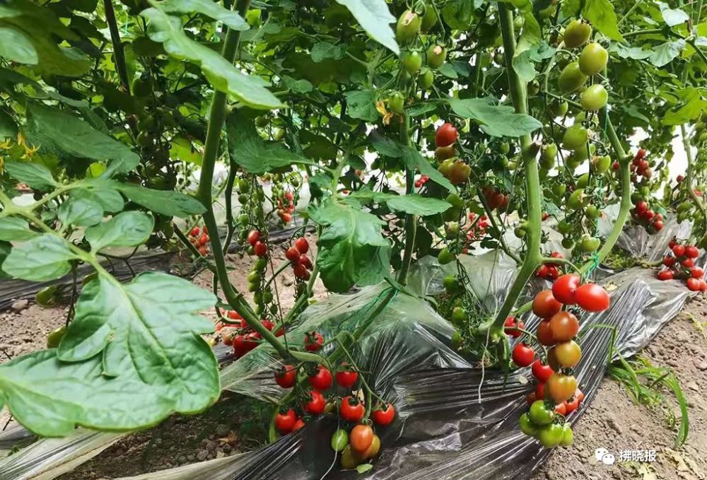 春游江淮请您来宿州埇桥大店小柿瓦坊采摘园圣女果好吃