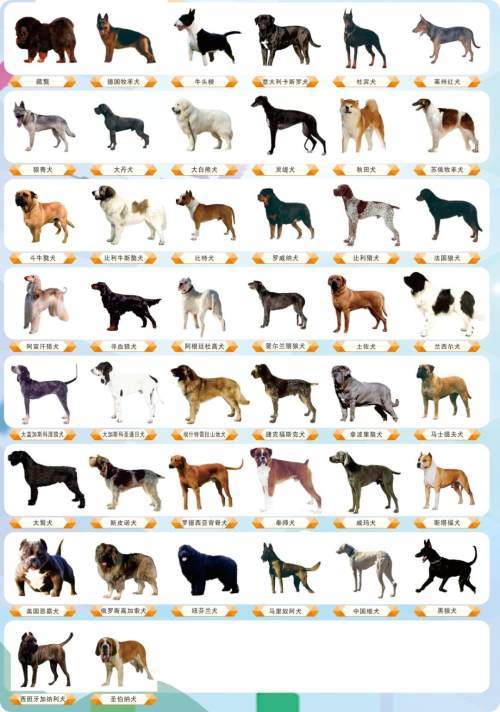 猎犬品种 排名图片