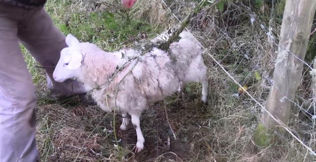 神奇植物食羊树能自己抓羊吃当地人一发现就会立马烧毁