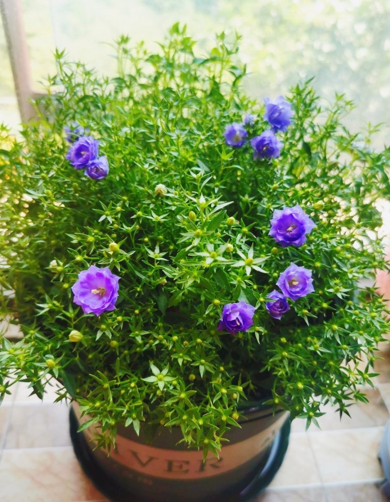 养护简单除了夏天,梦露花都可以比较粗放的管理,它是