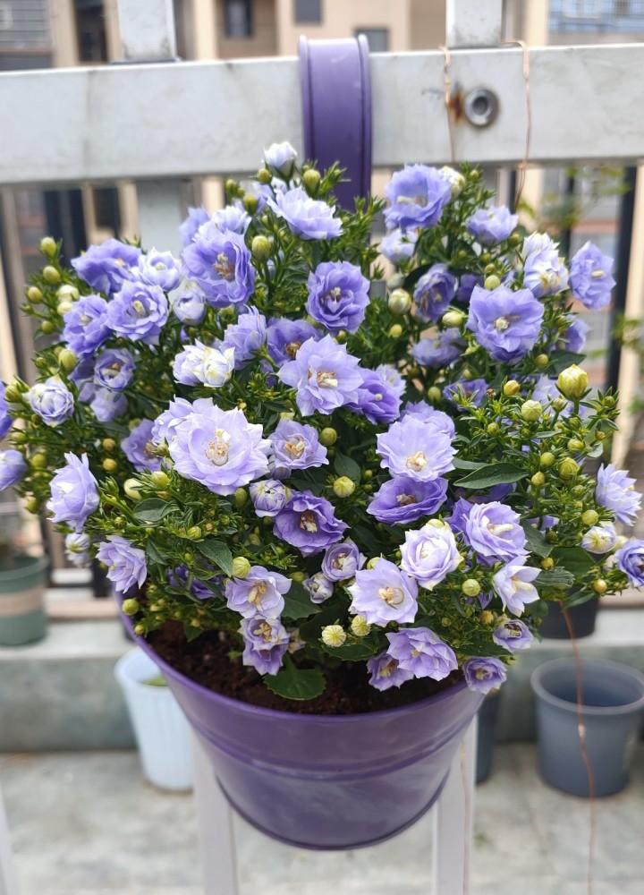 梦露花以花型分类,有单瓣的和重瓣的两种,早几年流