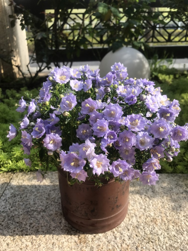 桔梗花(非洋桔梗)的花期是每年的4~6月,梦露花则