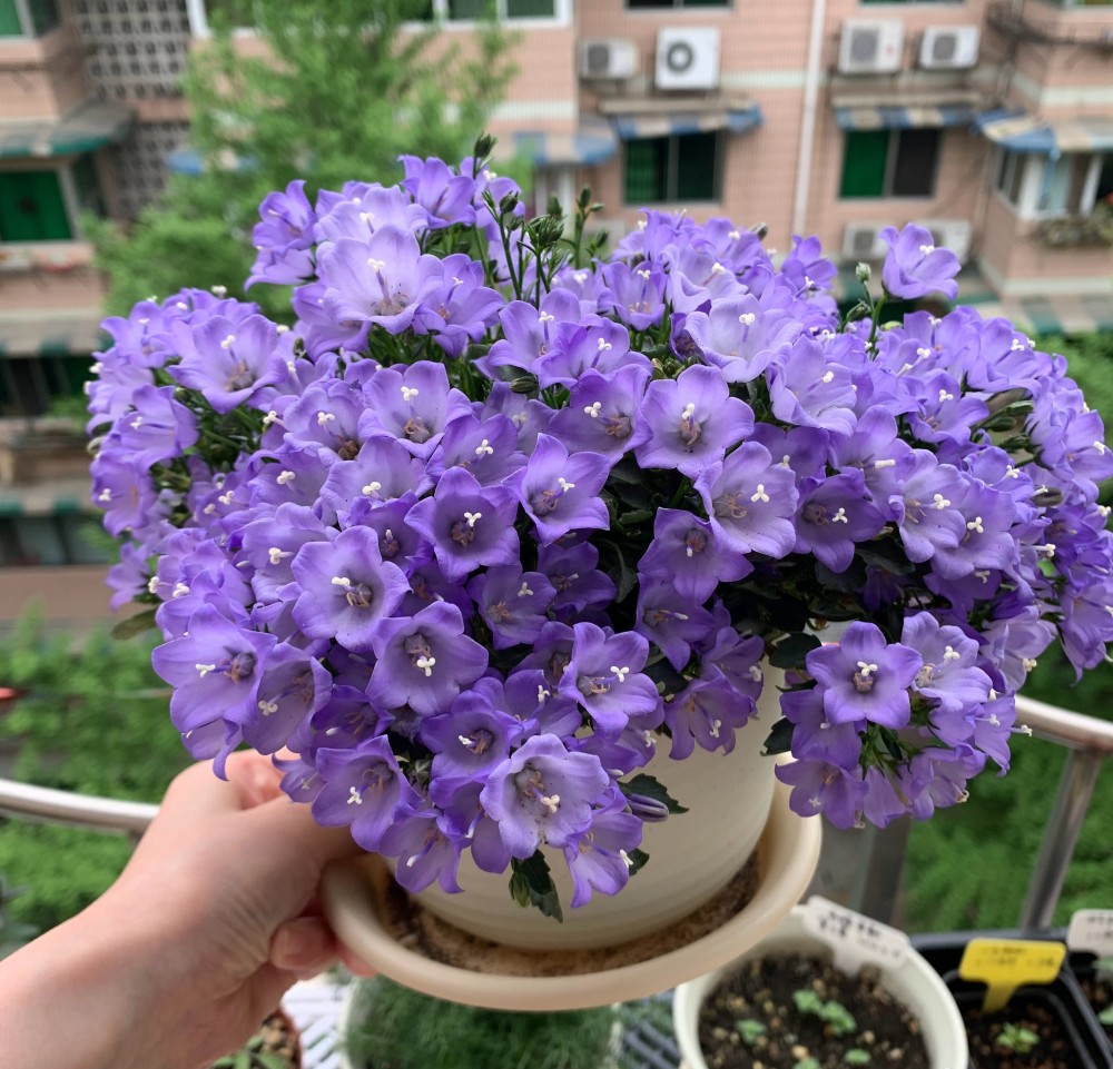 这种花在国内还没有正式的名字,有些地方叫"梦露花