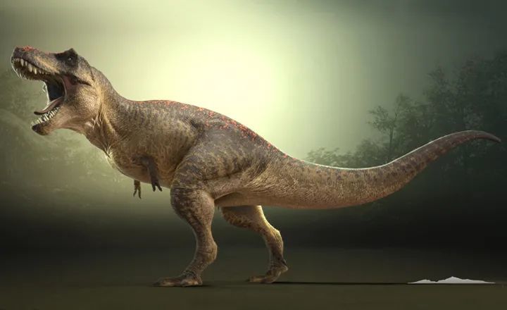 霸王龙能走多快新研究尾巴可动能回收但走路比人类慢