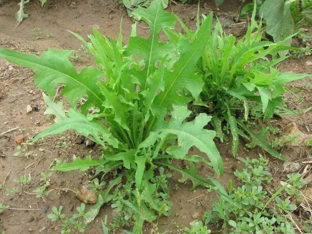 那些年红军长征吃草根今日细数10种野菜少年们半数没听过