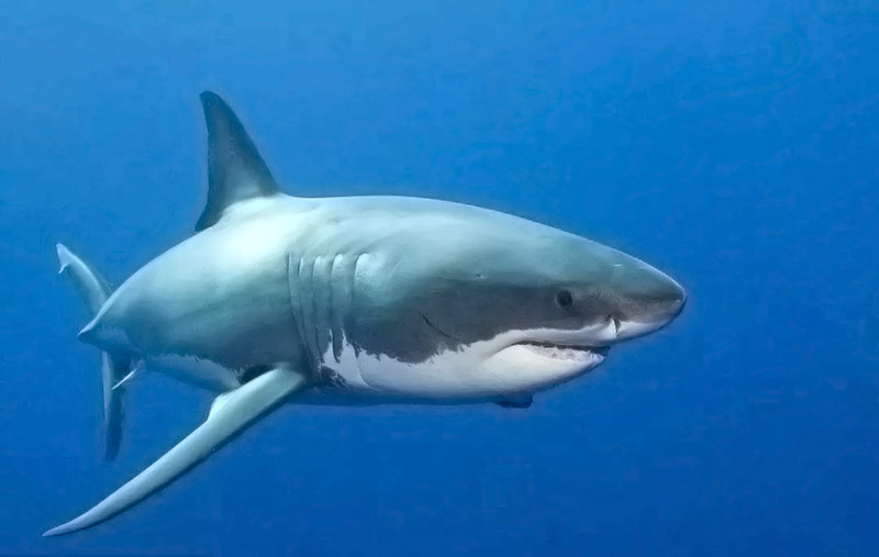 鱼类明明用鱼鳃呼吸,为什么还长了两个鼻孔?这有什么用?