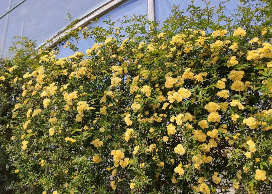 如果有个小院子,4种植物养几棵,可以做成花墙,开花香飘满园