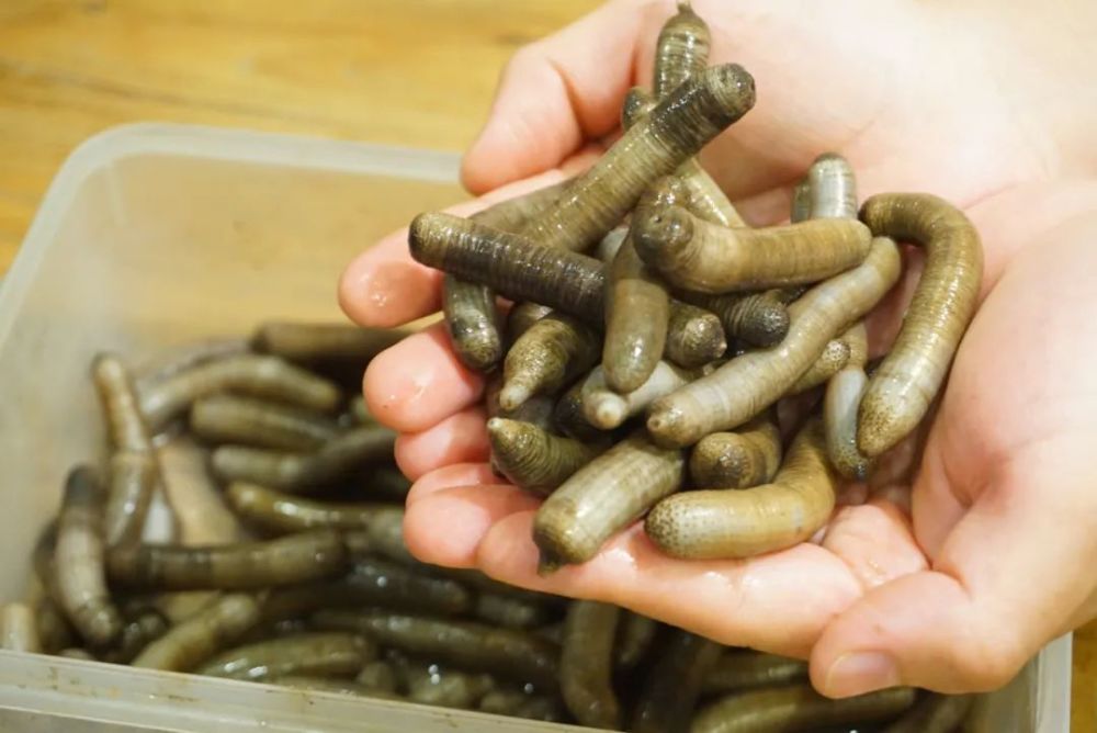 这一段段像兰花根茎的虫子,学名可口革囊星虫(简称星虫),店家冰镇后