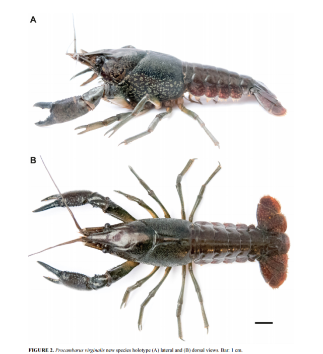 它的基因组是三倍体,也就是三组相似的染色体,而非一般小龙虾的两倍体