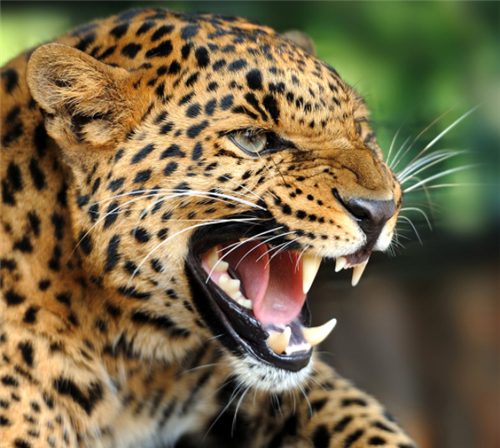 湖北版的女武松19岁赤手空拳打死2米金钱豹被奖励一支枪