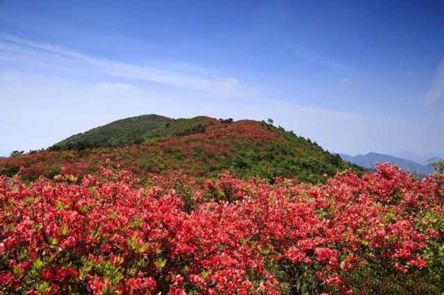 杜鹃花欣赏胜地桃源尖六春湖花海绵延十里不绝